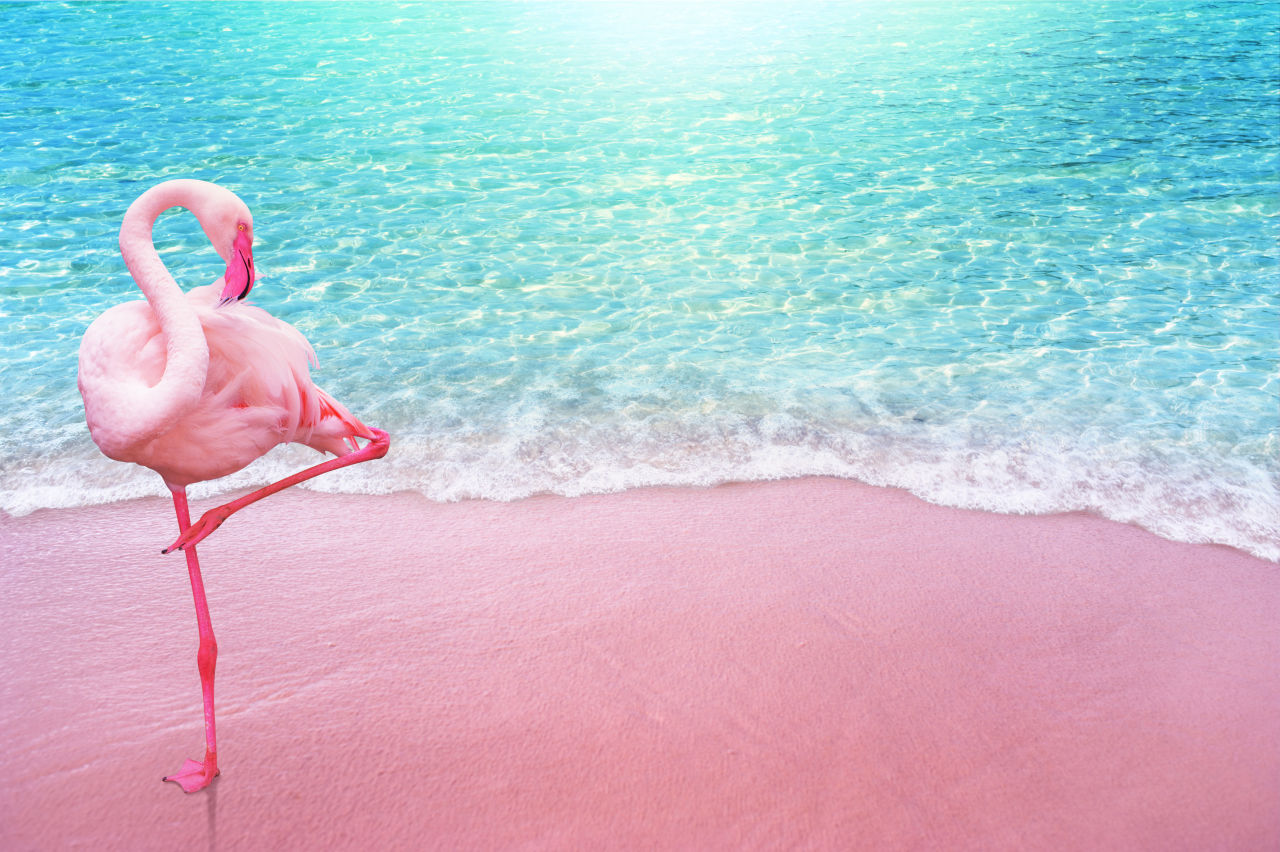 Flamingo on Pink Sand, Aruba